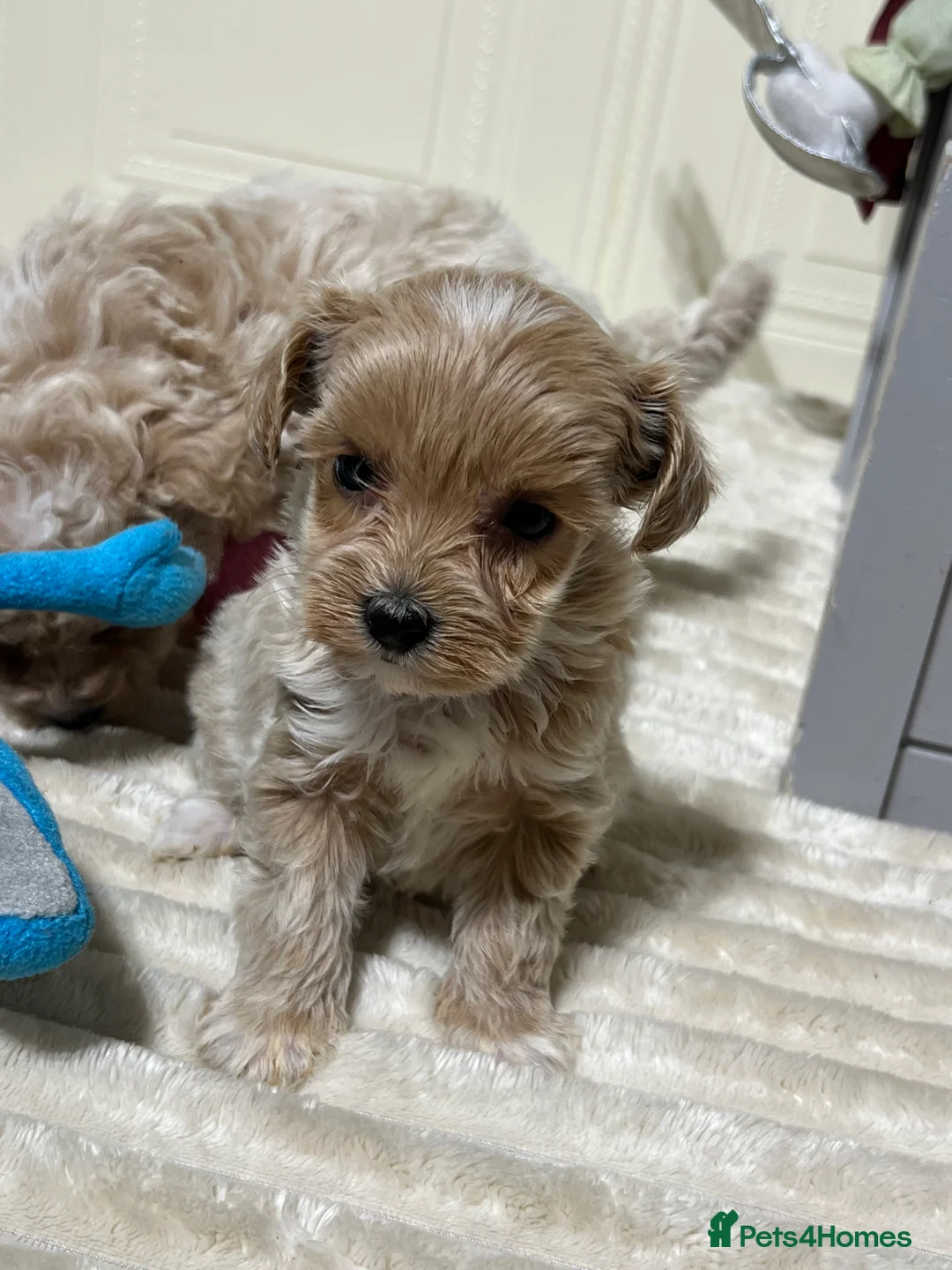 Maltipoo dogs for sale: 🩷3 Gorgeous Maltipoo Puppies🩷 - Advert 4