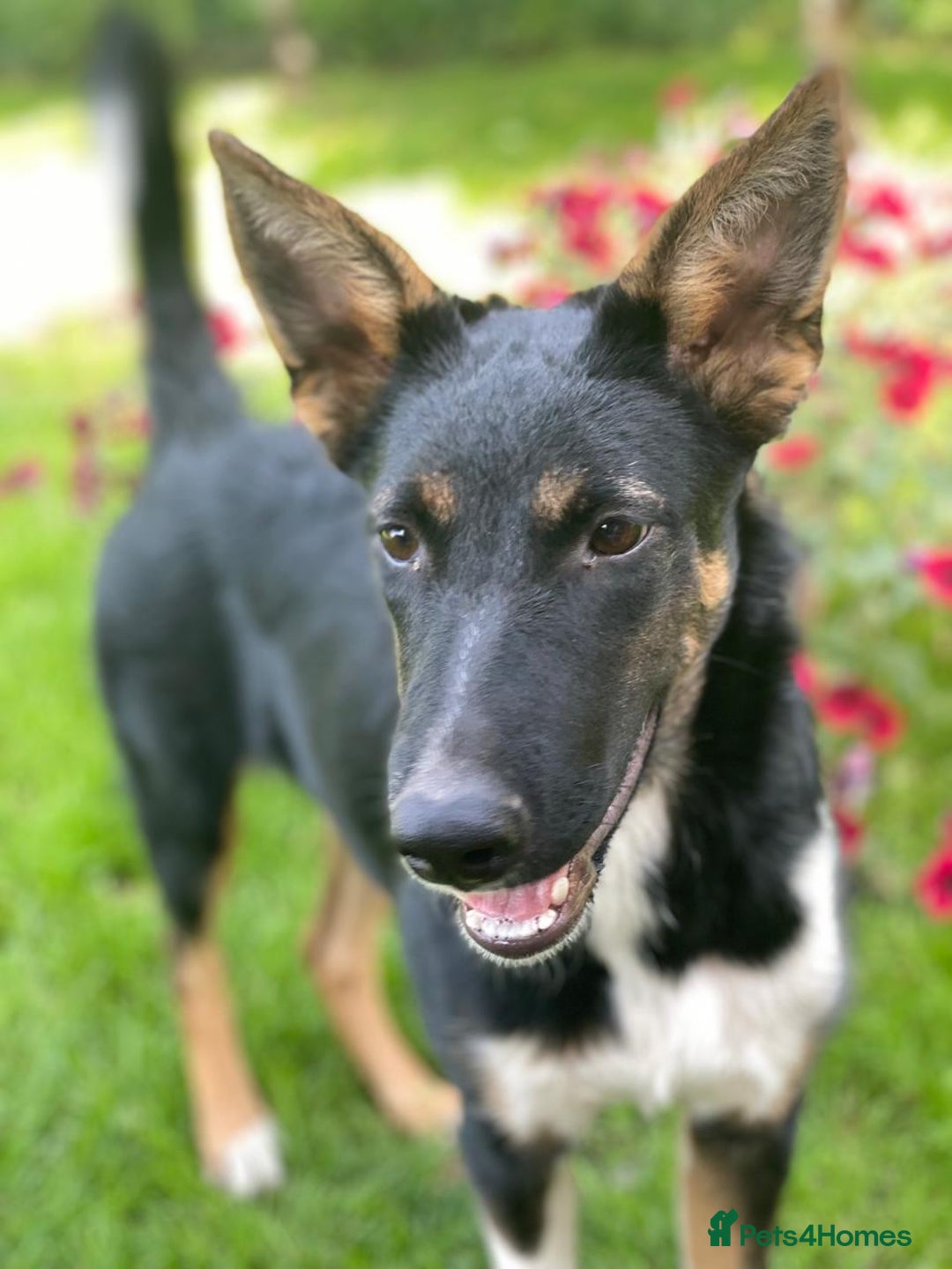 Mixed Breed dogs for adoption: URGENT: ❤️LINDA- 9 months old medium-to-large❤️ - Advert 6