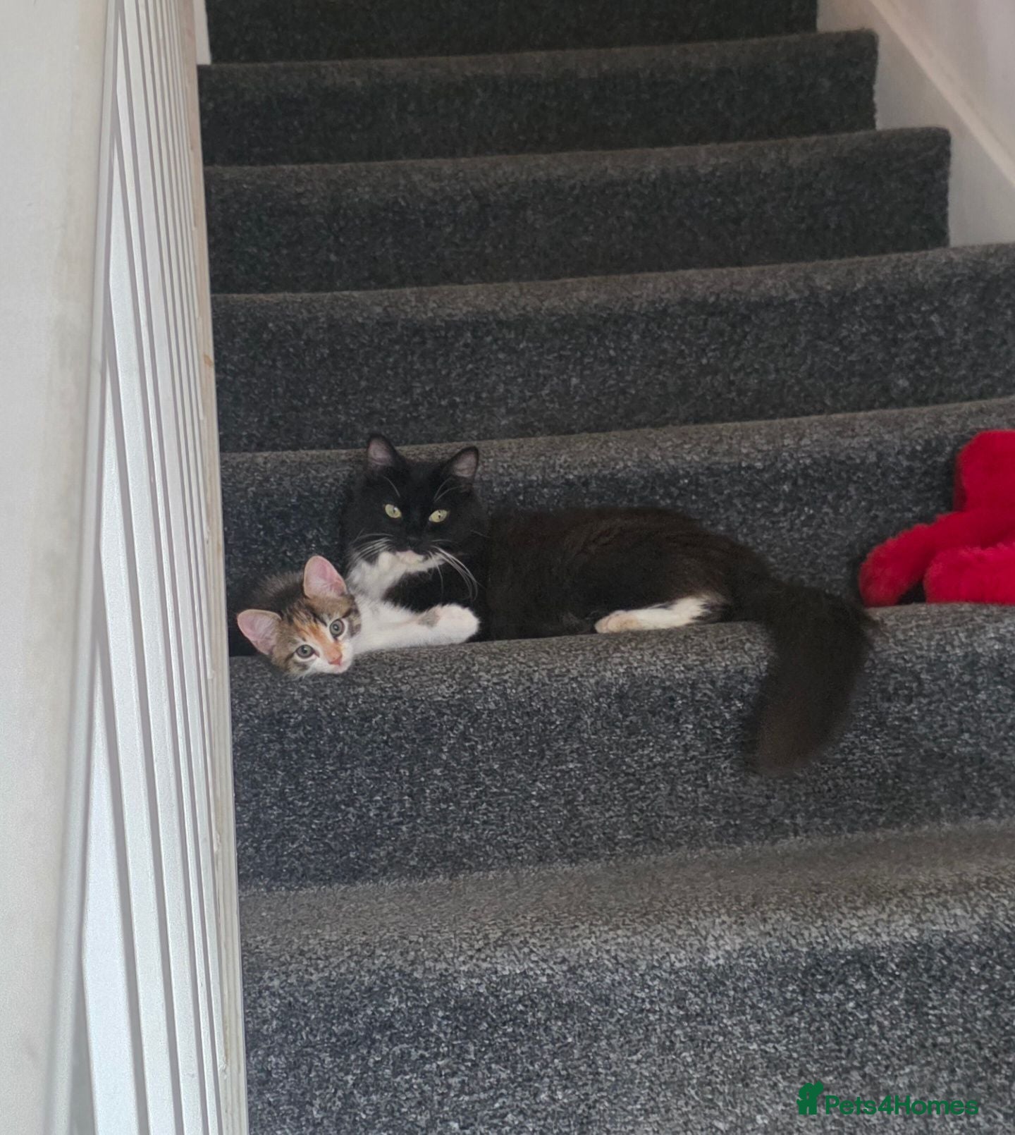 Mixed Breed cats Calico Female kitten 16 weeks - Advert 1