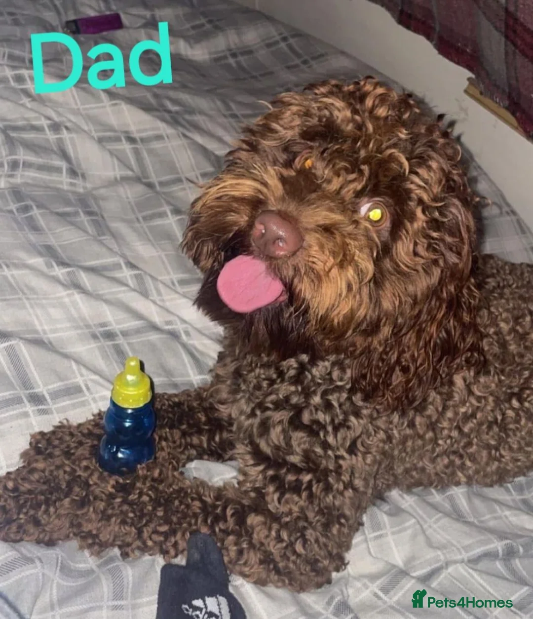 Cockapoo dogs for sale: 🐶 Beautiful F1b Cockapoo Puppies 🐶  - Advert 3