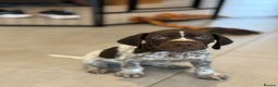 German Shorthaired Pointer dogs for sale: 2 Male GSPs Puppies still available  - Advert 1