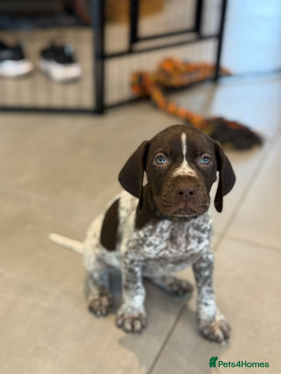 German Shorthaired Pointer dogs for sale: 2 Male GSPs Puppies still available  - Advert 1
