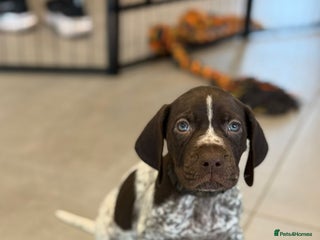 German Shorthaired Pointer dogs 2 Male GSPs Puppies still available - Advert 5