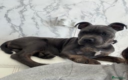 Staffordshire Bull Terrier dogs for sale: Dog for sale  - Image 4