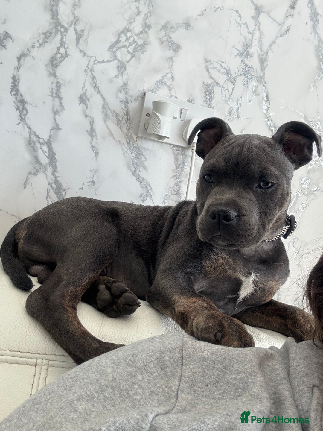 Staffordshire Bull Terrier dogs for sale: Dog for sale  - Image 4