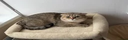 Scottish Fold cats for stud:     Scottish Fold Golden Shaded Stud  in London - Advert 3