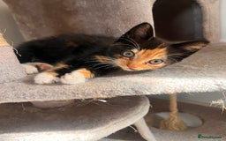British Longhair cats for sale: 3 gorgeous long haired kittens  - Image 1