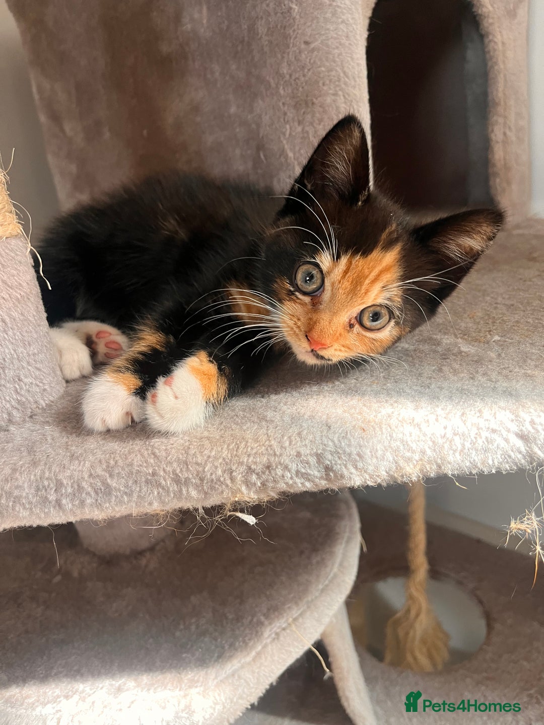 British Longhair cats for sale: 3 gorgeous long haired kittens  - Image 1