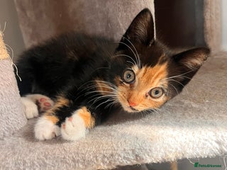 British Longhair cats - Advert 11