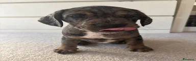 Mixed Breed 4