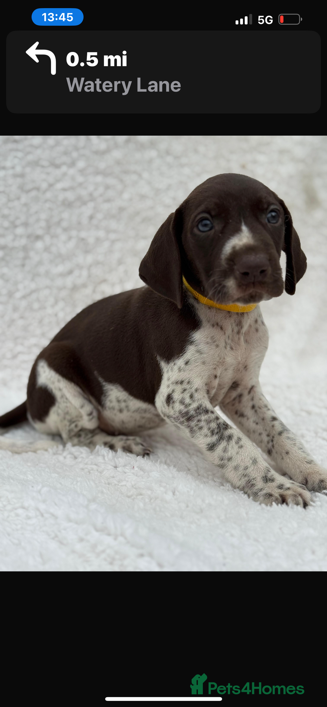 German Shorthaired Pointer dogs for sale: KC registered German Shorthair Pointer Puppy - Advert 9