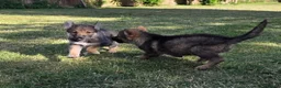 Tamaskan dogs for sale: Tamaskan Puppies *Health Tested Parents* - Advert 14