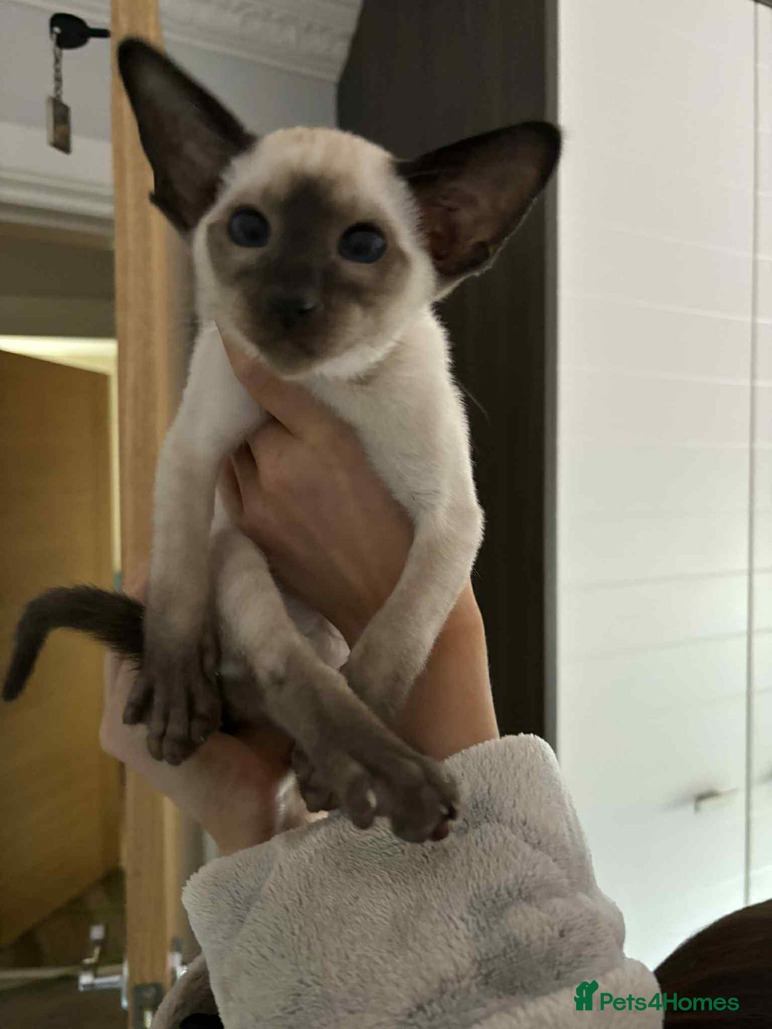 Siamese cats for sale: SIAMESE KITTENS - Advert 1