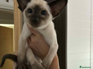 Siamese cats SIAMESE KITTENS - Advert 2