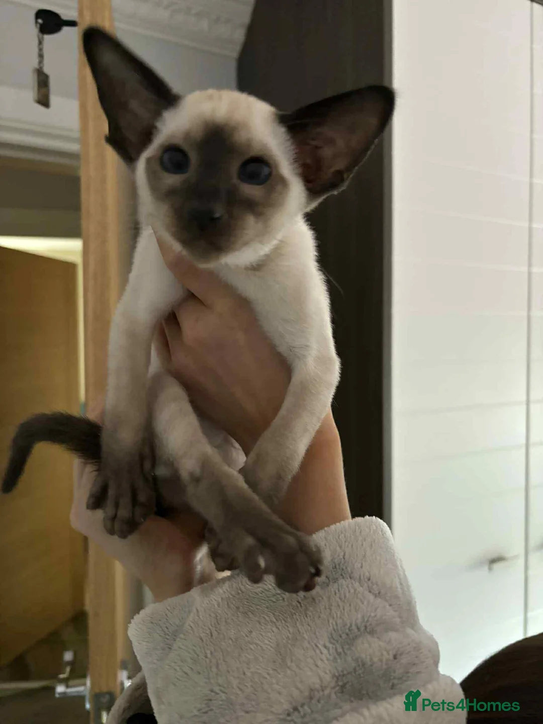 Siamese cats for sale: SIAMESE KITTENS - Advert 2