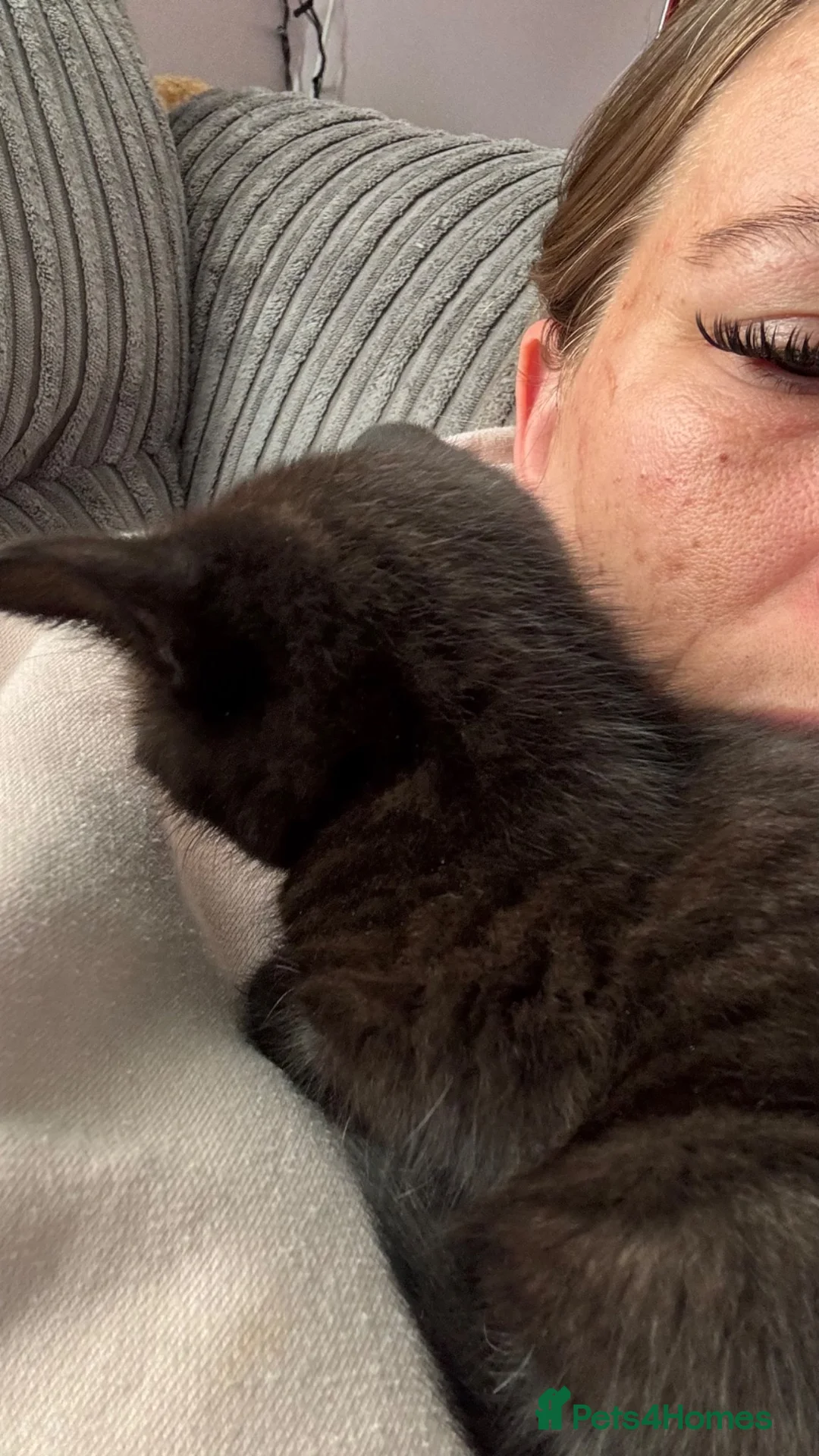 Mixed Breed cats for sale: Black male kittens  - Advert 2