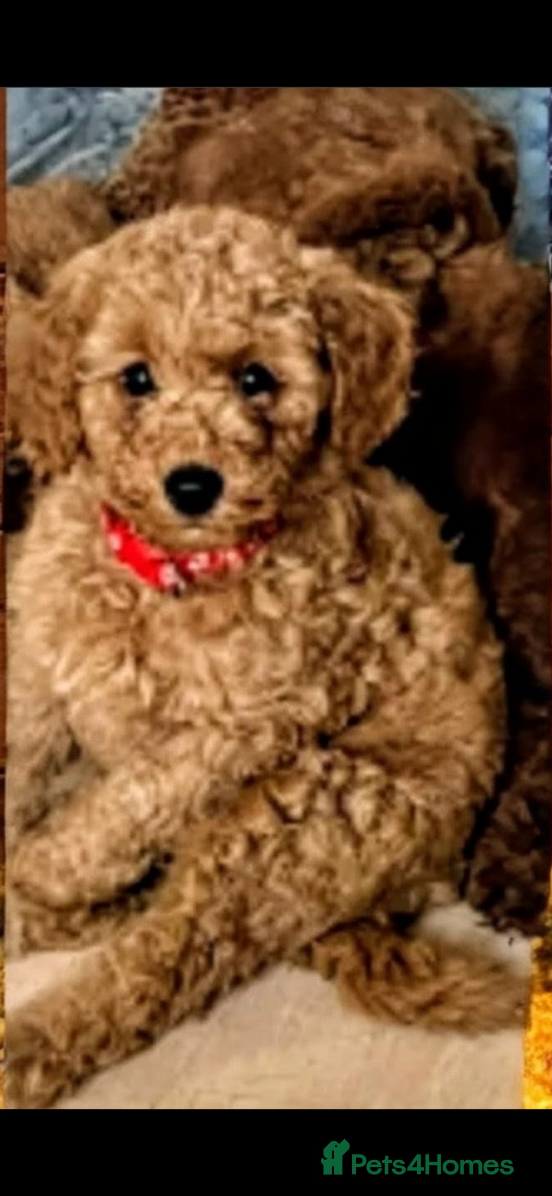 Miniature Poodle dogs for sale: MINIATURE POODLE BOYS NOW AVAILABLE!  - Advert 30