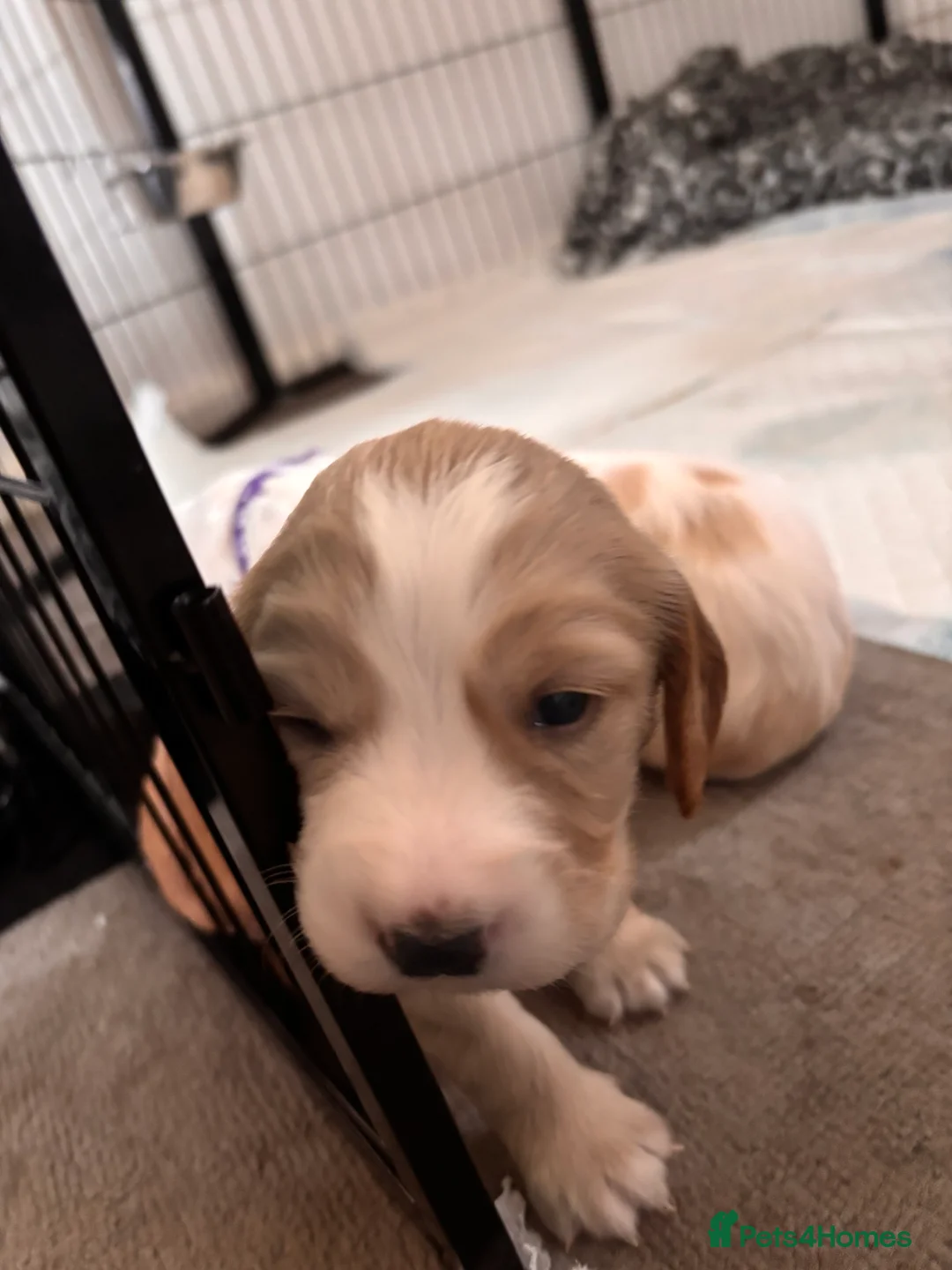 Cocker Spaniel dogs for sale: Beautiful working cocker spaniel puppy  in Neath - Advert 5