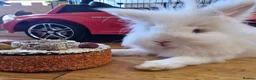 Lionhead rabbits for sale: 🩵 Double Maned Lionhead Male 🩵 - Advert 2