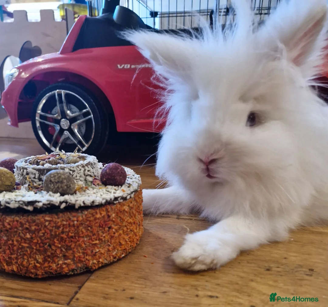 Lionhead rabbits for sale: 🩵 Double Maned Lionhead Male 🩵 - Advert 2