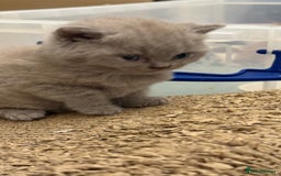 British Shorthair cats for sale: Price reduced Reg gccf Liliac BSH two female  - Image 14