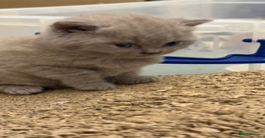 British Shorthair cats - Advert 12