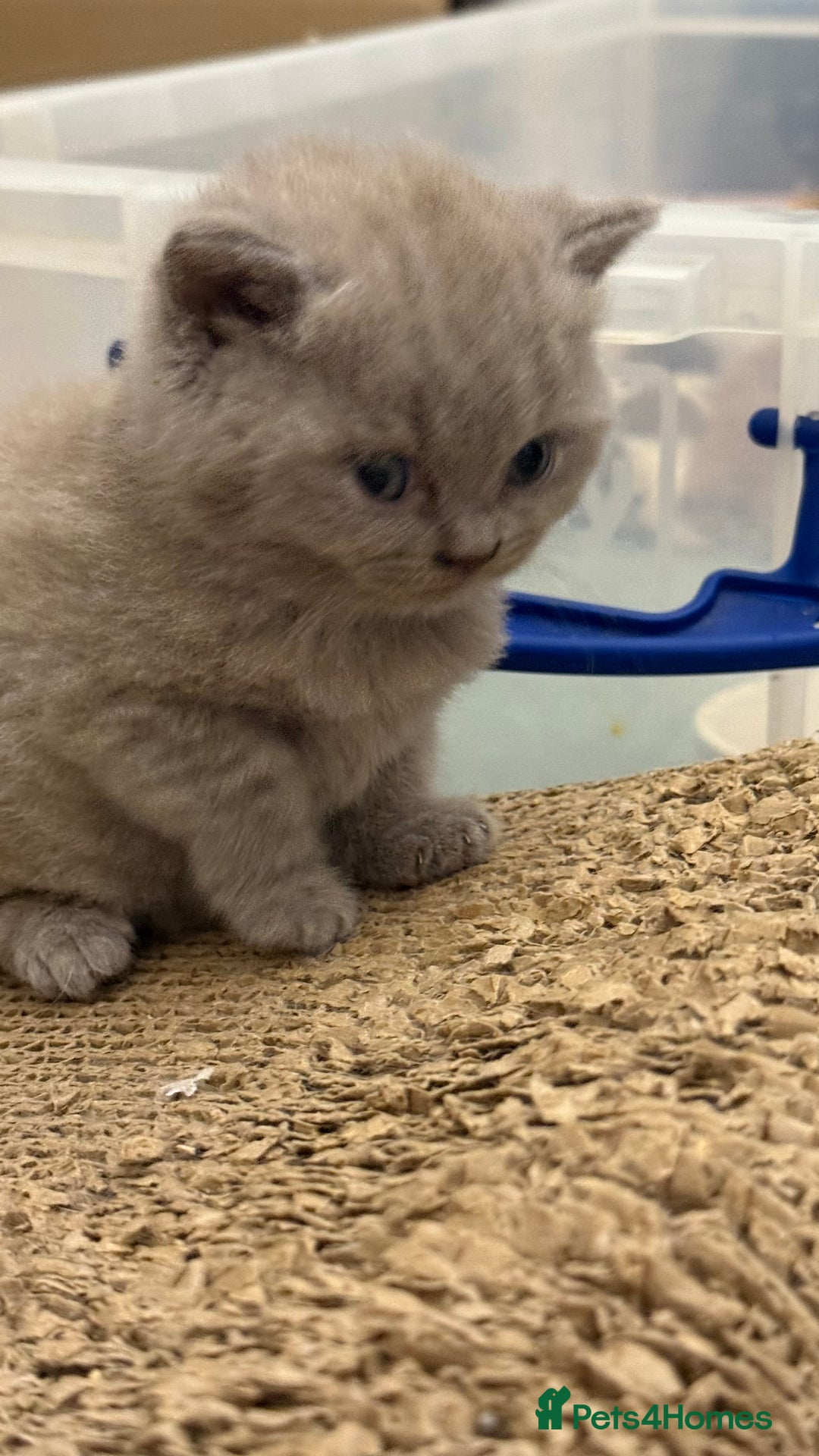 British Shorthair cats for sale: Price reduced Reg gccf Liliac BSH two female  - Image 14