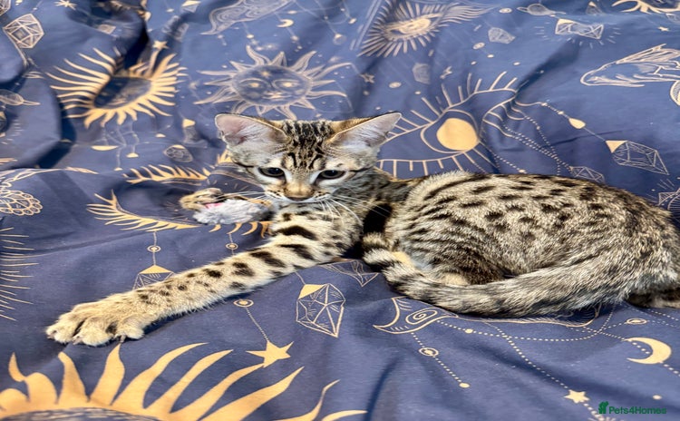Savannah cats - Advert 1