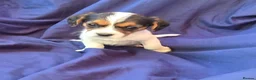 Jack Russell dogs for sale: Beautiful jack russell puppies ready now - Advert 18