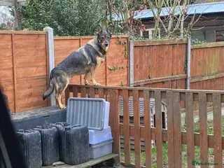 Shepsky dogs 2 Very healthy Puppies Need Rehoming - FREE - Advert 1