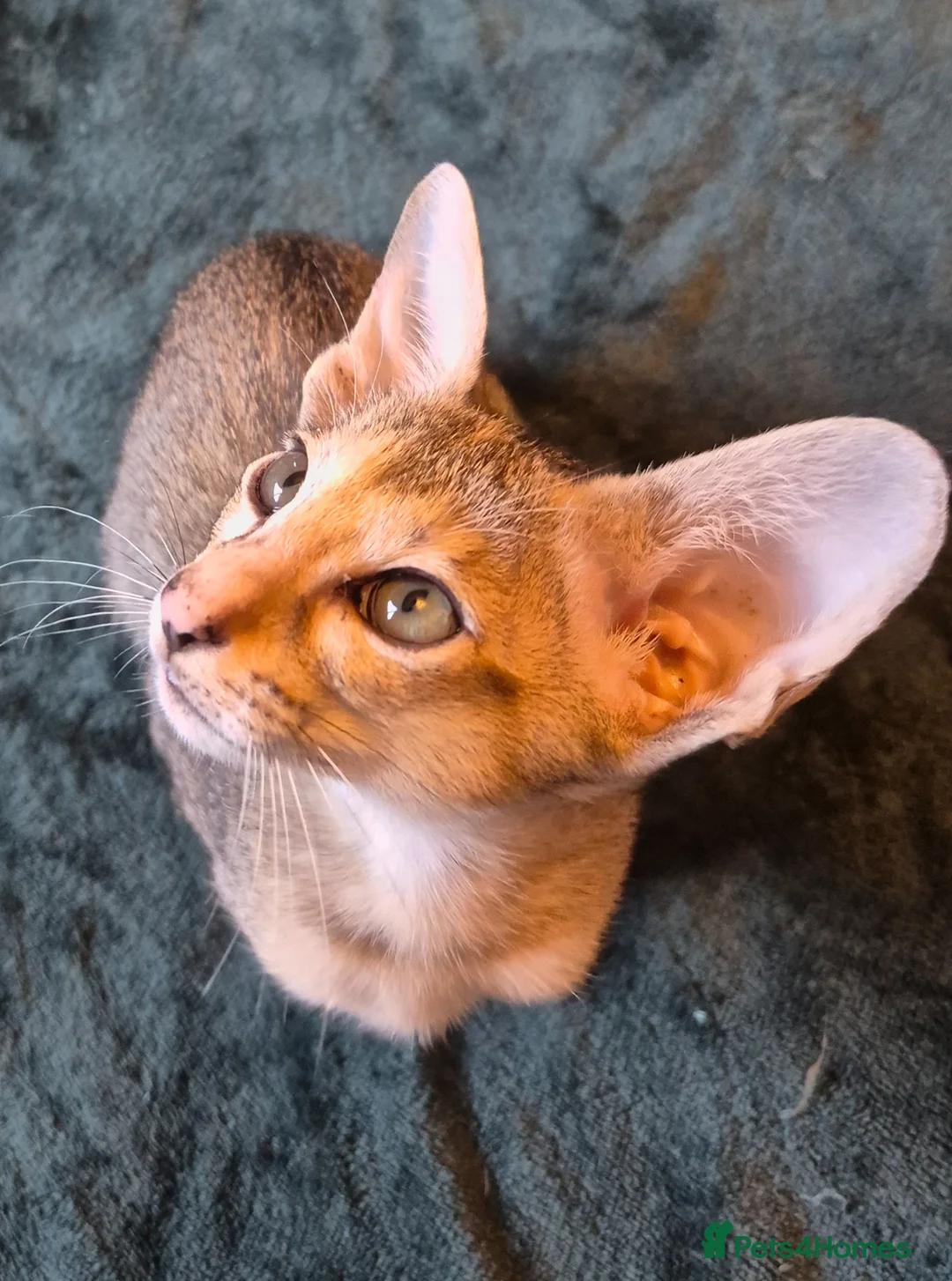 Oriental cats for sale: No expense spared, beautiful, bold kittens. in Daventry - Advert 1