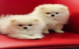 Pomeranian dogs for sale: 🐶 Adorable Pomeranian Puppies for Sale! 🐾 - Image 3