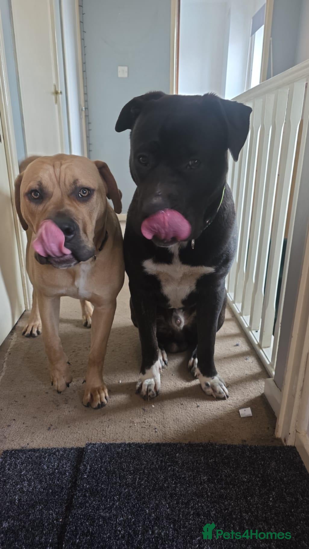 Mixed Breed dogs Cane Corso x Puppies - Advert 8