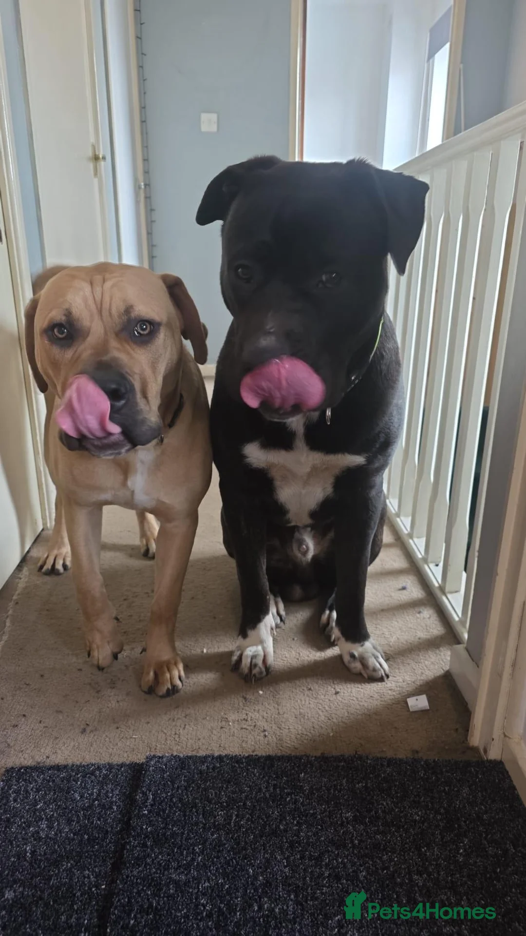 Mixed Breed dogs for sale: Cane Corso x Puppies - Advert 2