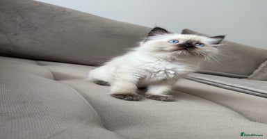 Ragdoll cats - Advert 4
