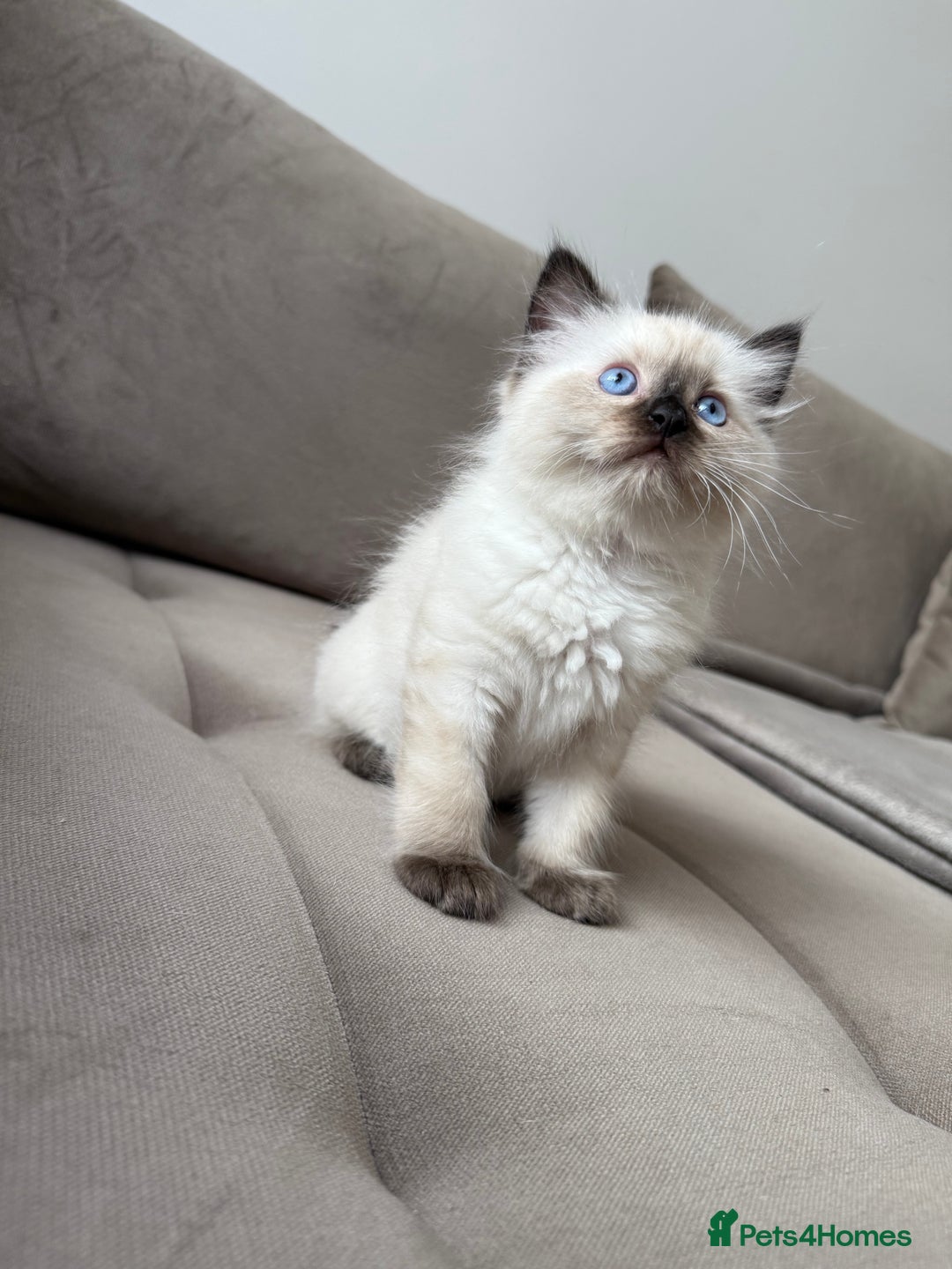 Ragdoll cats for sale: Beautiful Ragdolls READY NOW 💙 - Image 2
