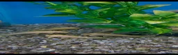 Catfish fish for sale: Blue eyed lemon bristlenose catfish in Leighton Buzzard - Advert 2