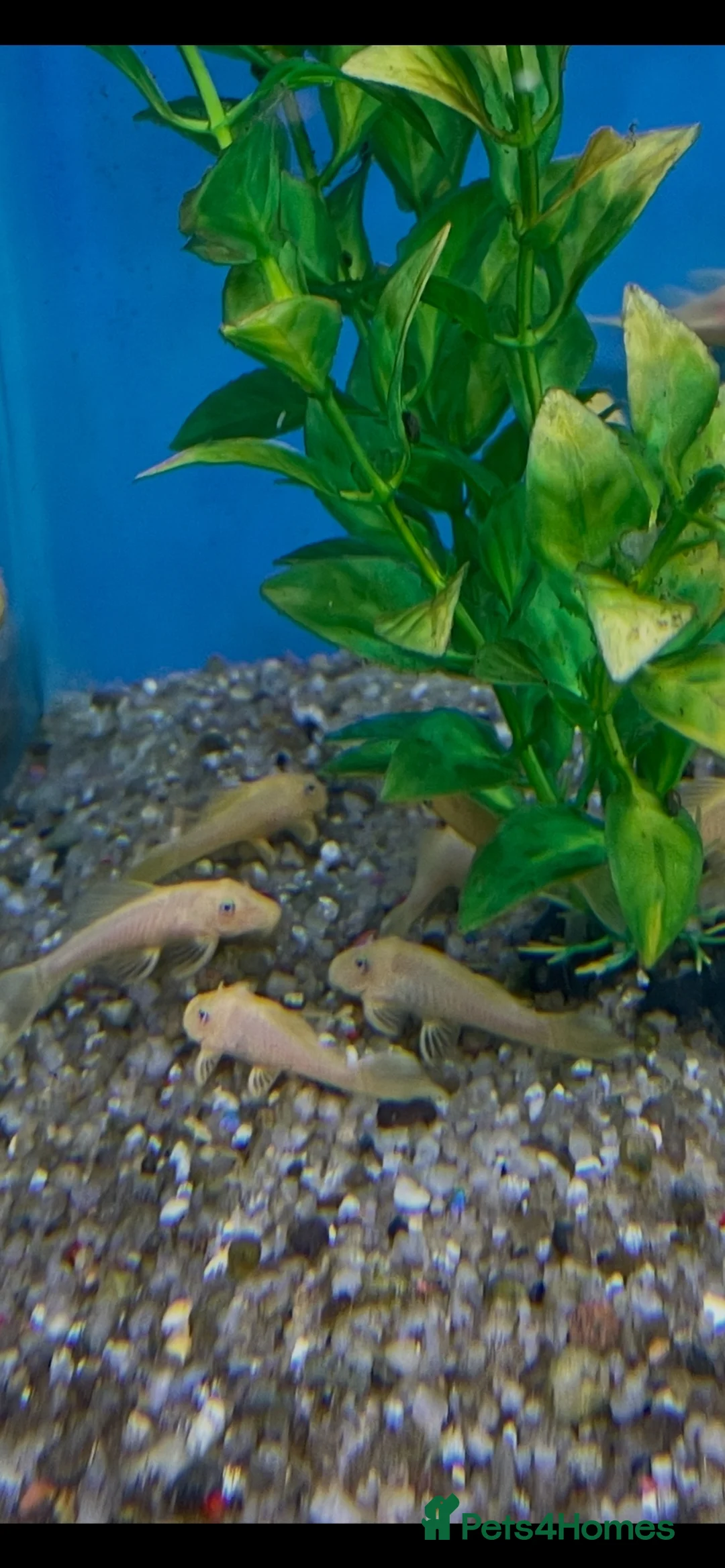 Catfish fish for sale: Blue eyed lemon bristlenose catfish in Leighton Buzzard - Advert 2