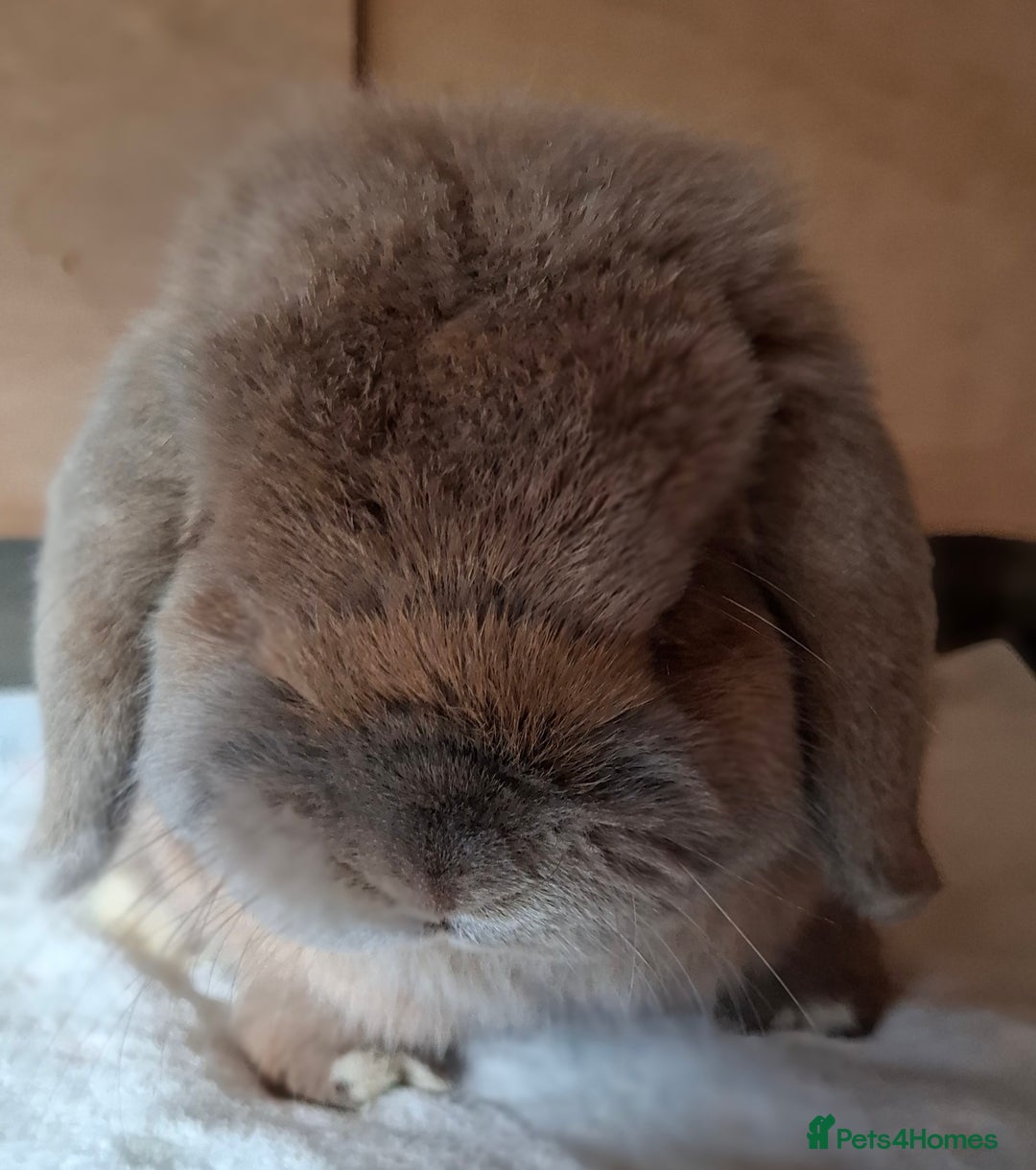 Mini Lop rabbits for sale: 2 x adult mini lop bucks - Image 6