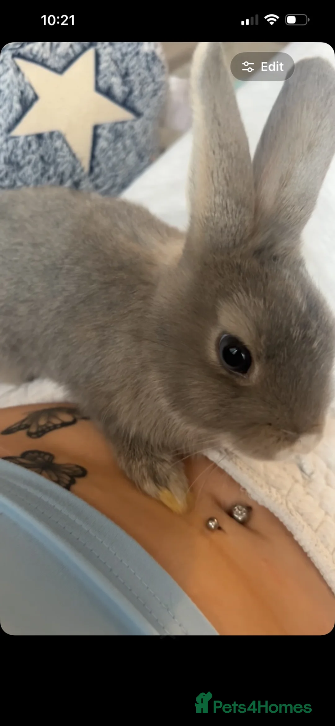 Mixed Breed rabbits for sale: 3 beautiful rabbits  - Advert 2