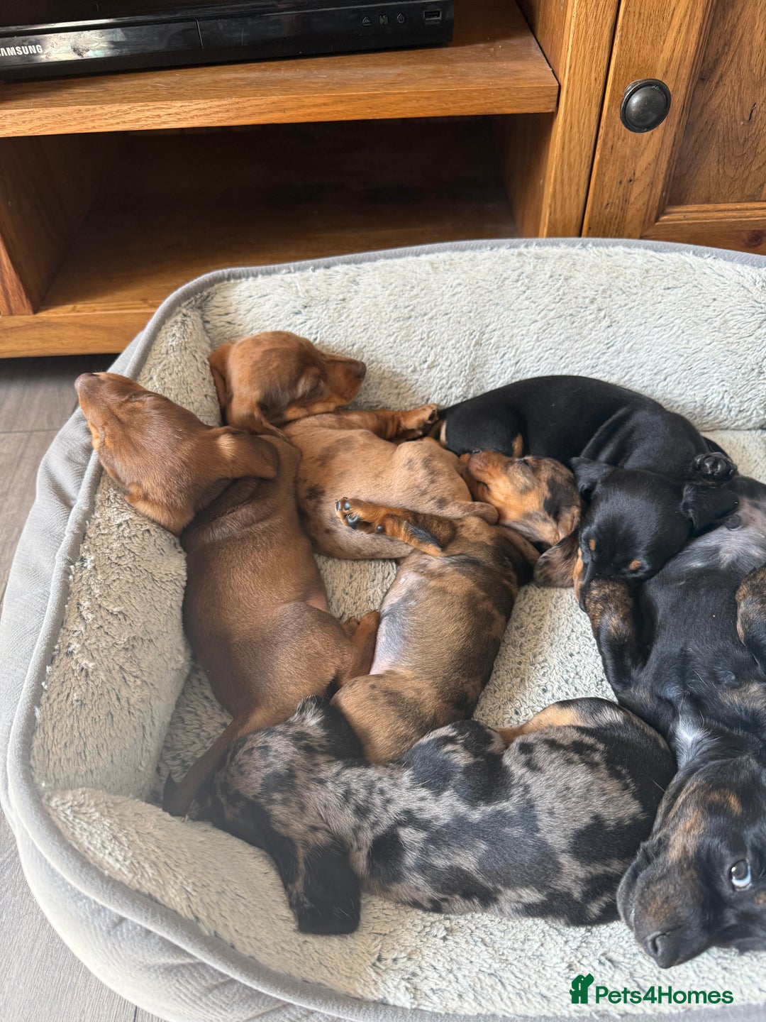 Miniature Dachshund dogs for sale: Miniature dachshund puppies  - Image 6