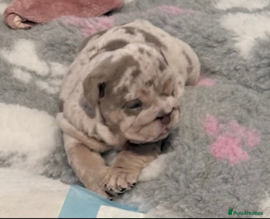English Bulldog dogs for sale: English Bulldog Pups Fully health Tested Parents  - Advert 7