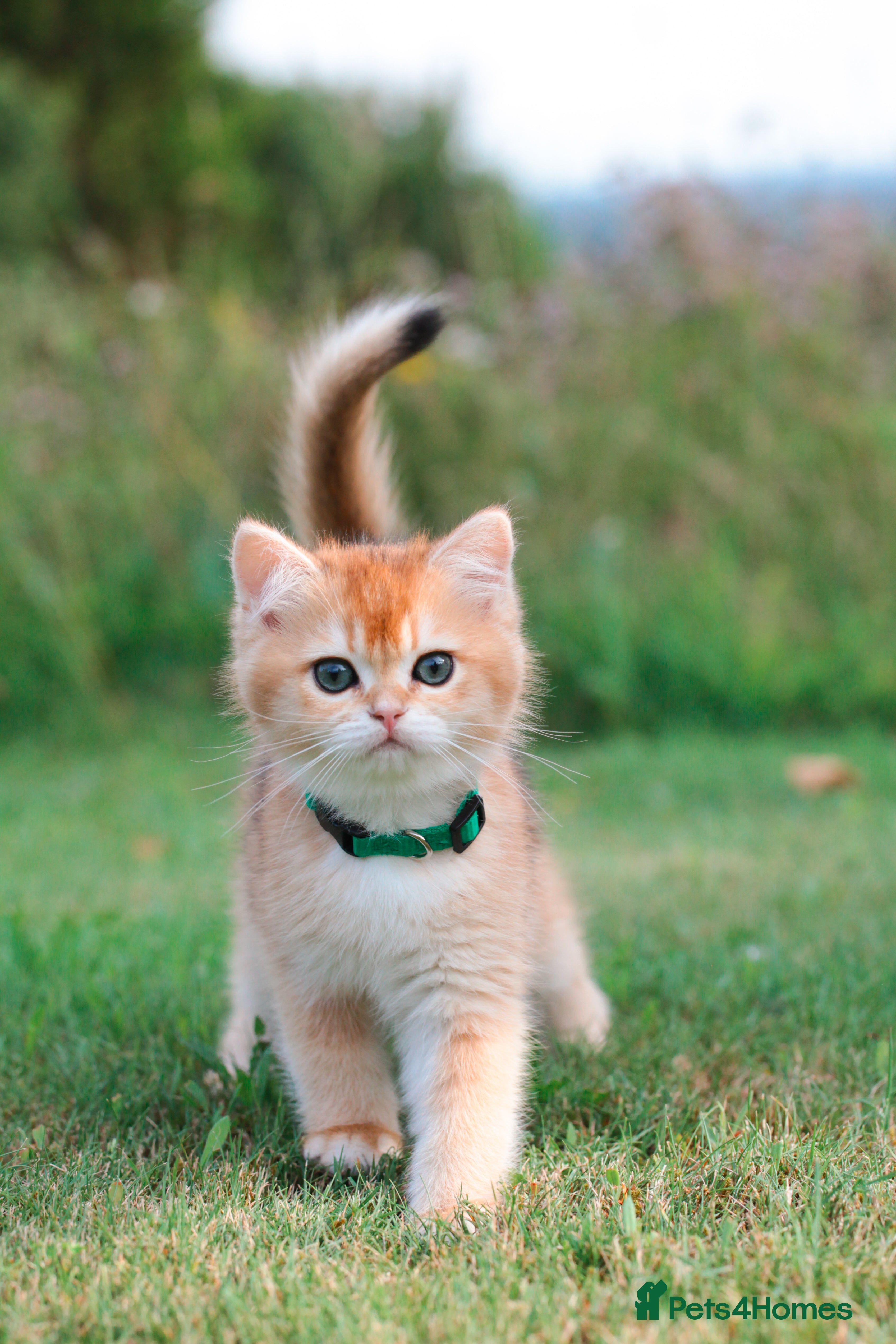 British Shorthair cats VET BRED HEALTH TESTED  - Advert 1