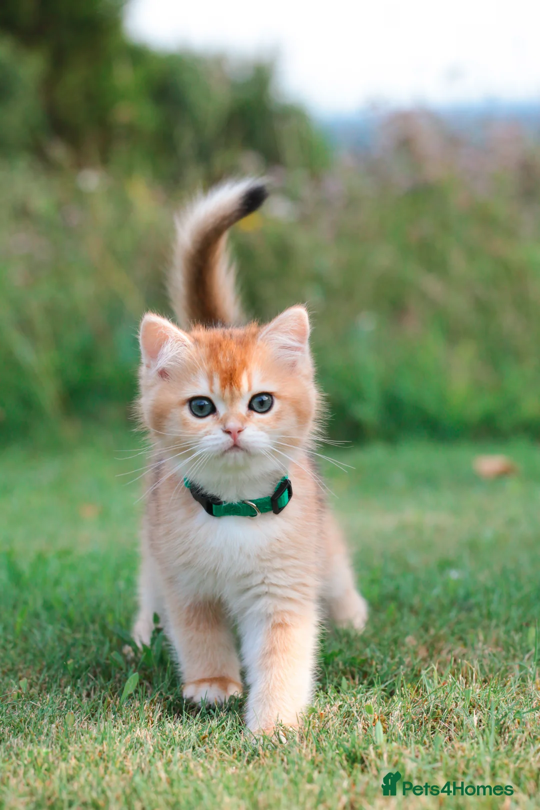 British Shorthair cats for sale: VET BRED HEALTH TESTED  - Advert 1