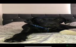 Labrador Retriever dogs for sale: 9 Beautiful Labrador Puppies For Sale  - Image 37