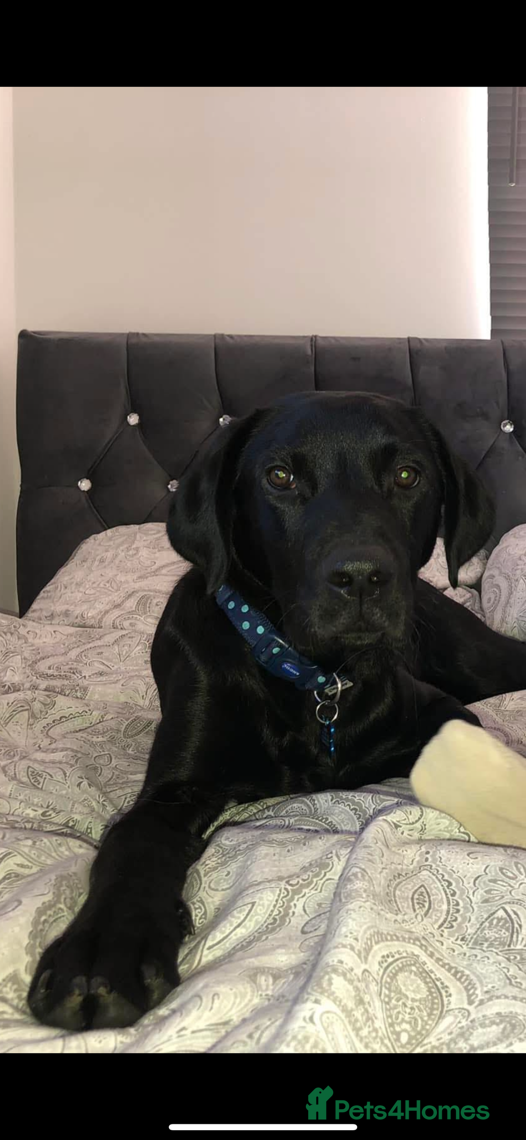 Labrador Retriever dogs for sale: 9 Beautiful Labrador Puppies For Sale  - Image 37