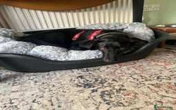 Mixed Breed dogs for adoption: ASH-12 months,Medium,playful/friendly/loves people - Image 18