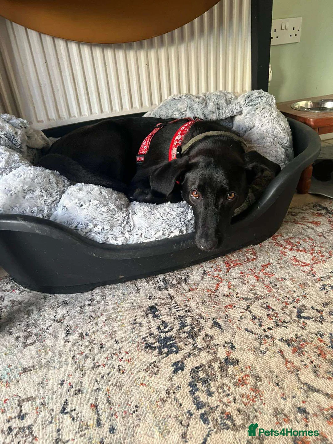 Mixed Breed dogs for adoption: ASH - 15 months,Med. playful/friendly/loves people - Advert 18