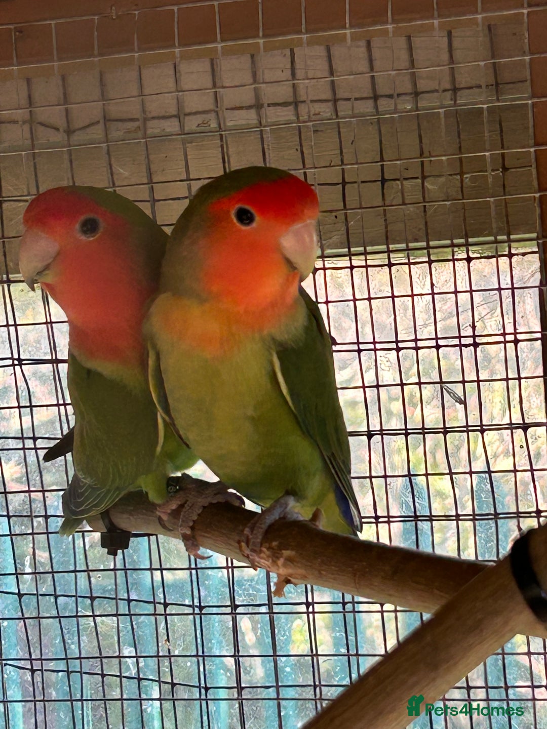 Lovebirds birds for sale: Peach faced love birds - Image 4