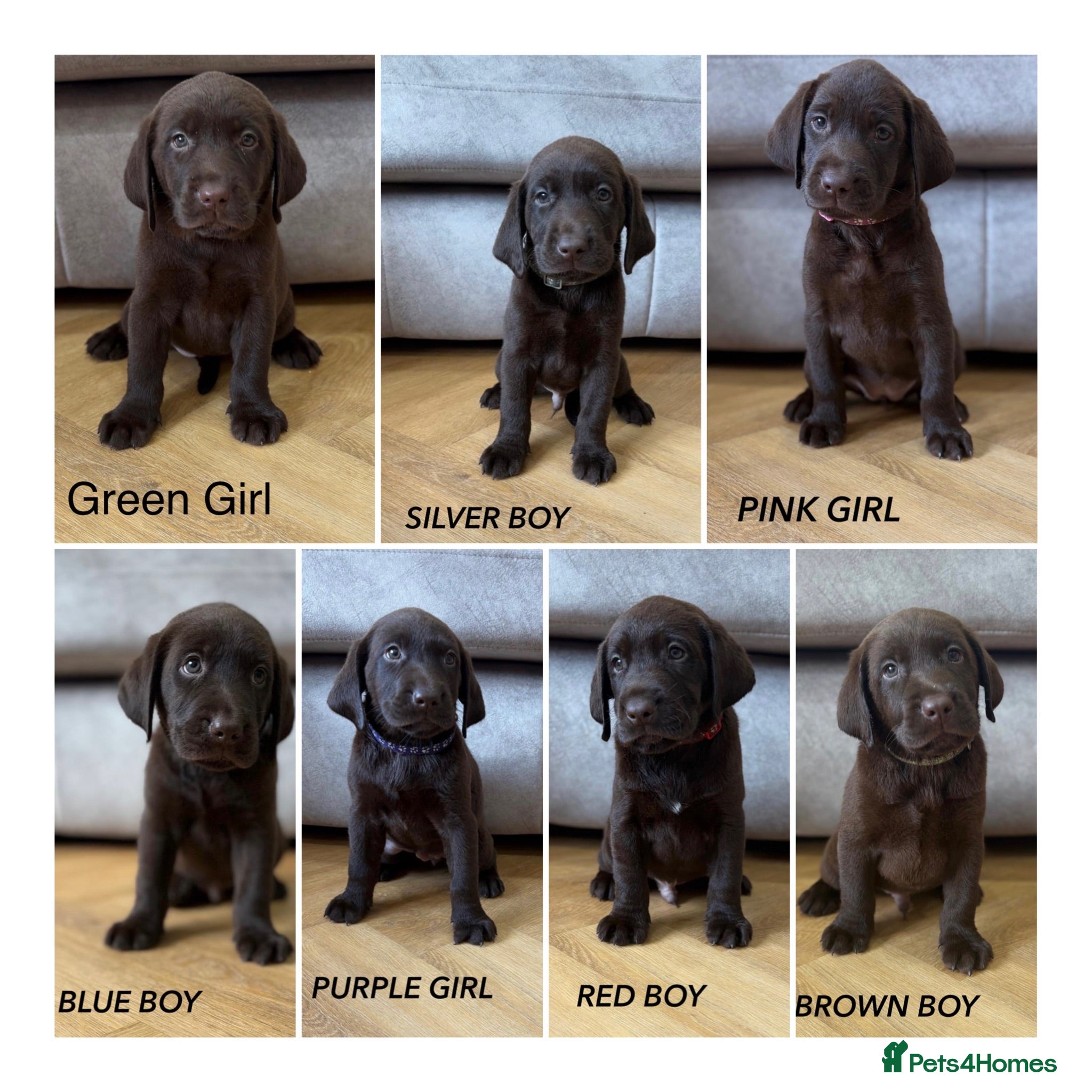 Labrador Retriever dogs Beautiful KC Chocolate Labrador Retriever Puppies - Advert 1